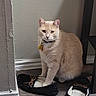 animal, cat, collar, cream_fur, ears, eyes, feline, floor, funny, furniture, home, indoor, loafers, pet, portrait, shoes, sitting, tag, wall, whiskers
