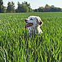 dog, white_dog, tongue_out, grass, field, greenery, outdoor, nature, sunlight, happy, animal, pet, canine, summer, daylight, playful, fur, ears, snout, tongue