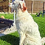 dog, white_dog, sitting, outdoor, grass, fence, garden, sunlight, pet, canine, fur, ears, backyard, umbrella, chair, greenery, nature, calm, side_view, daytime