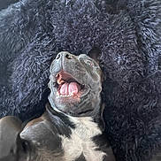 Lilith participe au concours pour gagner de l'argent avec cette photo : animal, bear, blanket, bodypart, bulldog, canine, cockerspaniel, dog, face, frenchbulldog, head, hound, mouth, person, pet, photography, pitbull, portrait, puppy, teeth