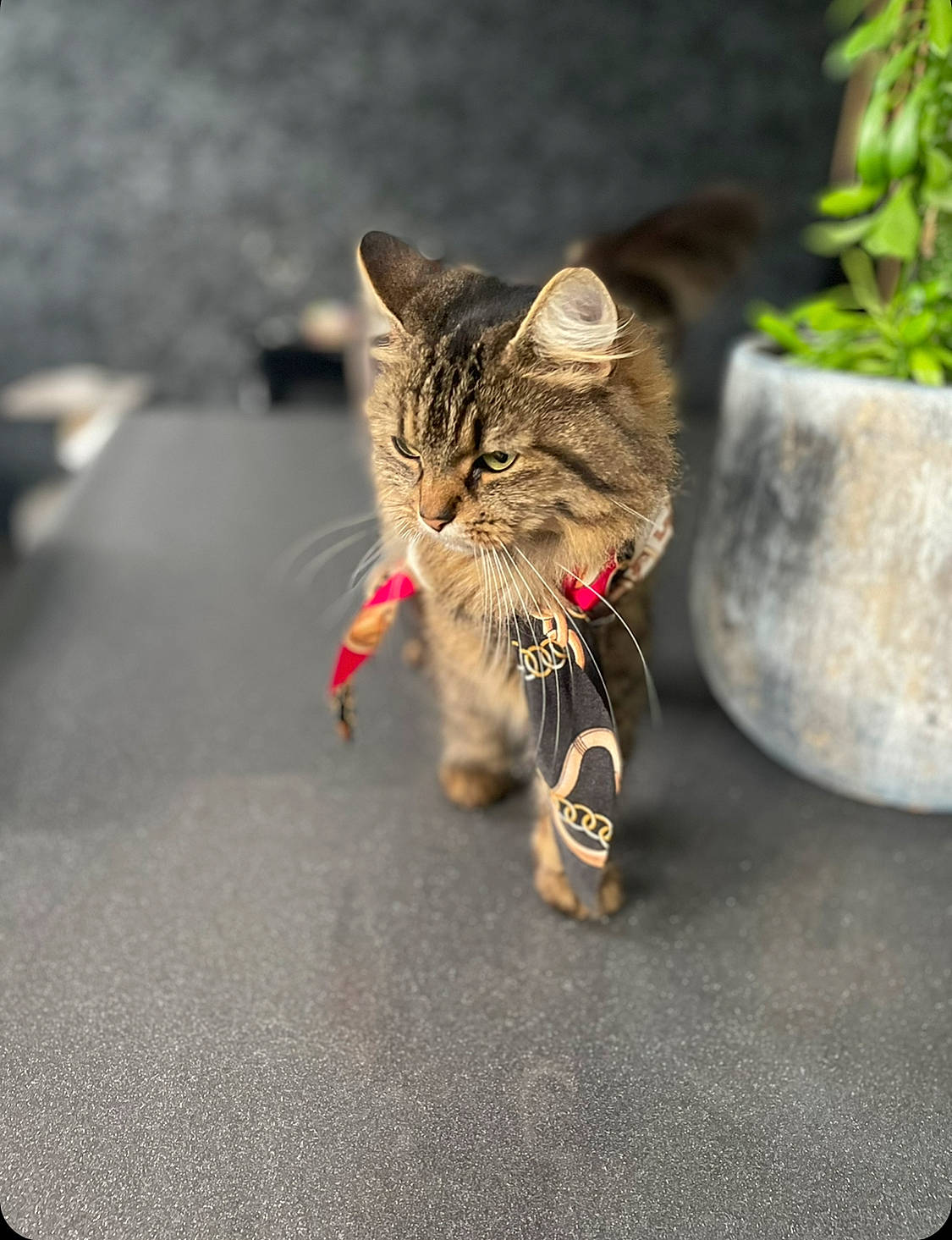 Mya participe au concours pour gagner de l'argent avec cette photo : asphalt, carnivore, cat, claw, domestic_short_haired_cat, felidae, flowerpot, fur, grass, grey, houseplant, paw, plant, road, road_surface, small_to_medium_sized_cats, snout, tail, whiskers, wildlife