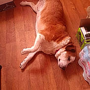 Daisy is registered to the contest to win money with this photo: dog, lying_down, wooden_floor, indoor, pet, brown, white, collar, relaxed, flooring, box, water_bottle, energy_drink, resting, home, canine, fur, domestic_animal, quiet, comfortable