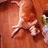 box, brown, canine, collar, comfortable, dog, domestic_animal, energy_drink, flooring, fur, home, indoor, lying_down, pet, quiet, relaxed, resting, water_bottle, white, wooden_floor