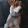 dog, pet, bone, couch, indoor, animal, brown, white, collar, paw, relaxed, looking_away, furniture, domestic, canine, comfort, companion, mammal, snout, ears
