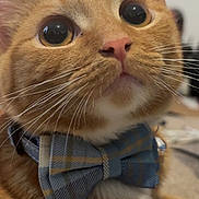 Gizmo joined the competition — help win amazing prizes! cat, orange_tabby, bow_tie, close_up, whiskers, curious, pet, feline, indoor, cute, ears, nose, fur, collar, portrait, animal, domestic_cat, face, alert, young_cat