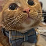 alert, animal, bow_tie, cat, close_up, collar, curious, cute, domestic_cat, ears, face, feline, fur, indoor, nose, orange_tabby, pet, portrait, whiskers, young_cat