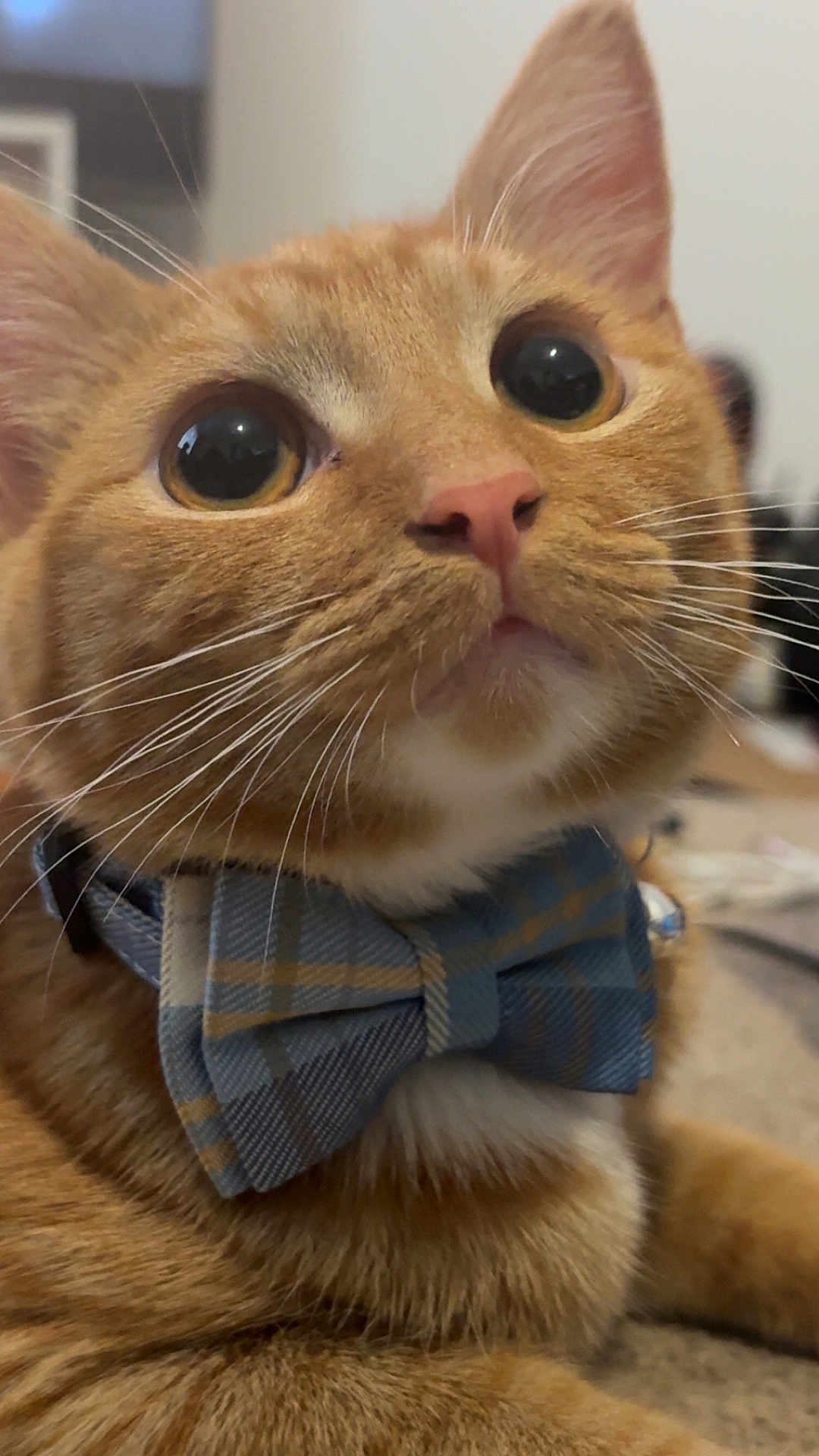 Gizmo