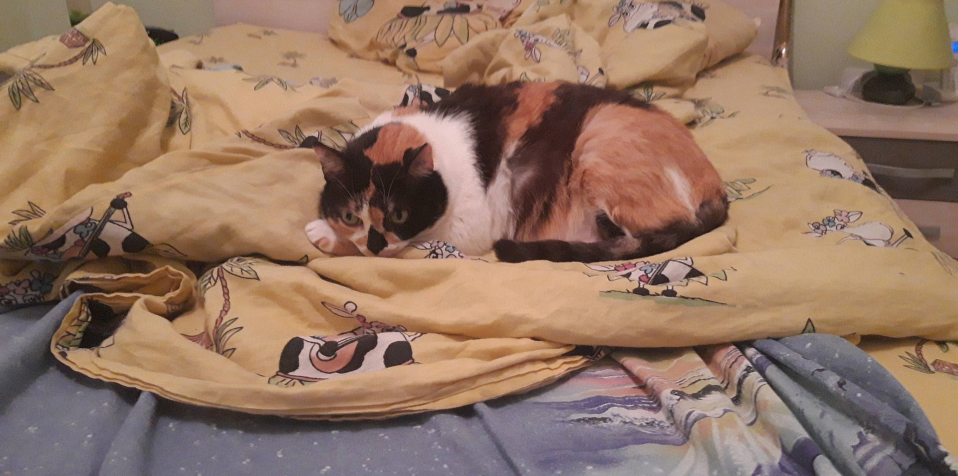 Amélia a rejoint le concours — aidez-le/la à gagner de superbes lots ! canidae, carnivore, cat, companion_dog, dog_breed, felidae, fur, kitten, nap, sleep, small_to_medium_sized_cats, whiskers