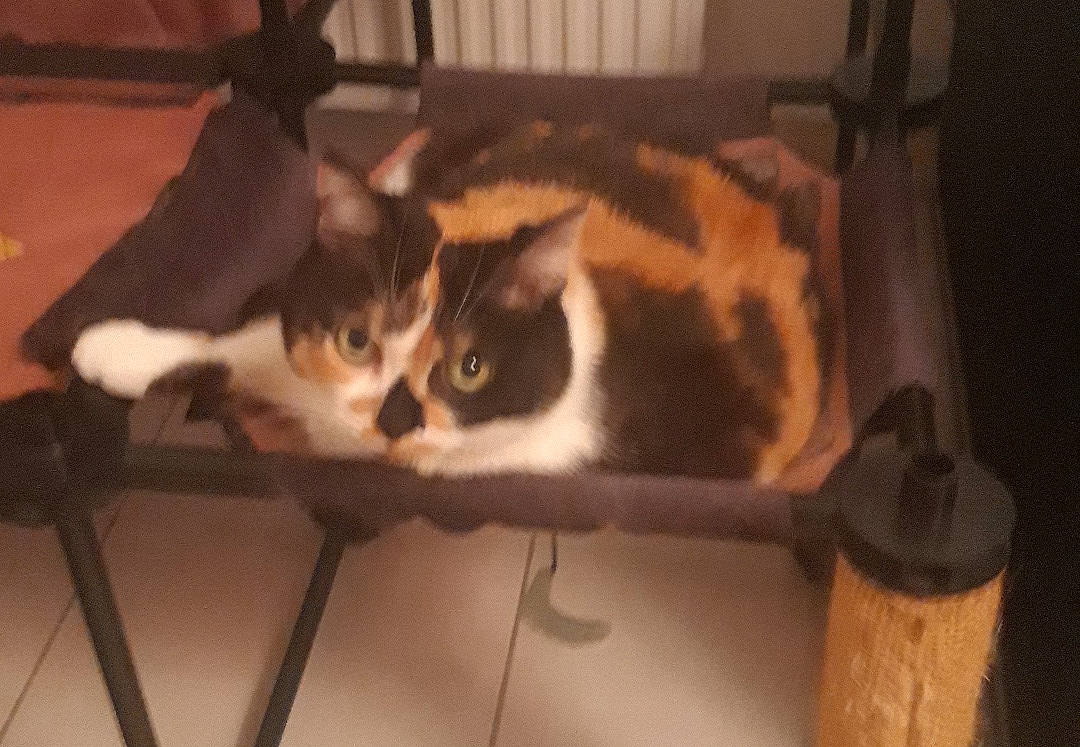 Amélia participe au concours pour gagner de l'argent avec cette photo : aegean_cat, animal_shelter, carnivore, cat, domestic_short_haired_cat, european_shorthair, felidae, kitten, mammal, polydactyl_cat, small_to_medium_sized_cats, snowshoe, tail, whiskers