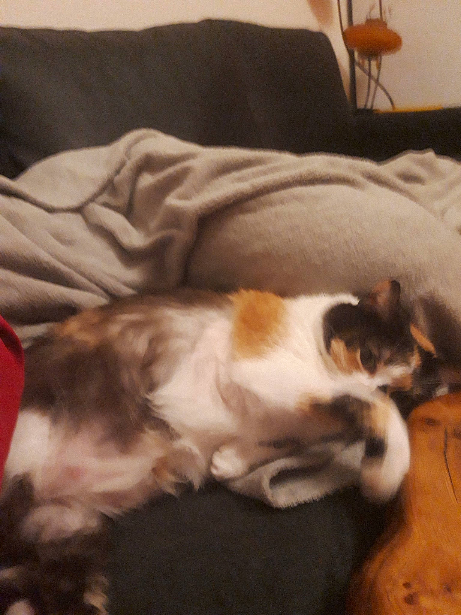 Amélia a rejoint le concours — aidez-le/la à gagner de superbes lots ! canidae, carnivore, cat, cavalier_king_charles_spaniel, companion_dog, dog, dog_breed, felidae, mammal, nap, paw, puppy, sleep, small_to_medium_sized_cats, spaniel, sporting_group, whiskers