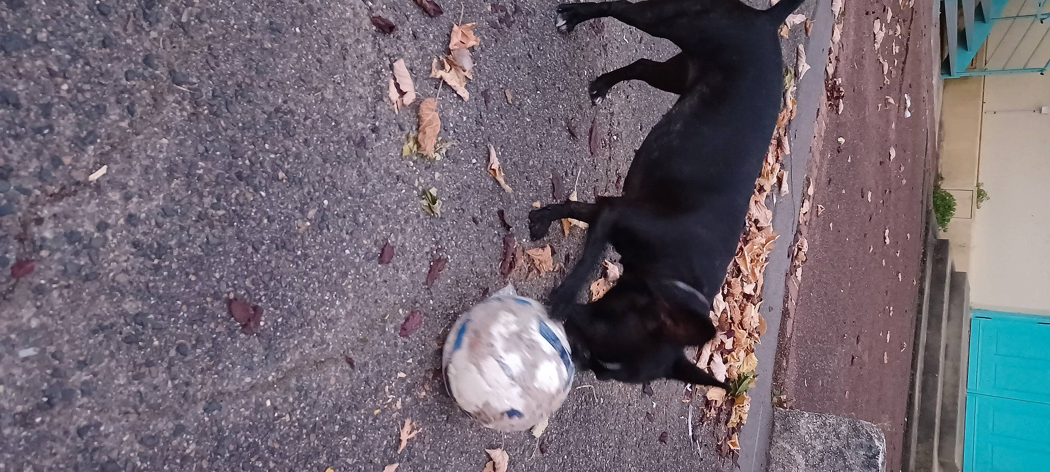 Agathe participe au concours pour gagner de l'argent avec cette photo : asphalt, bird, canidae, carnivore, concrete, dog, dog_breed, fashion_accessory, pedestrian, road, road_surface, rock, shadow, soil, sporting_group, street, street_dog, tail, tar