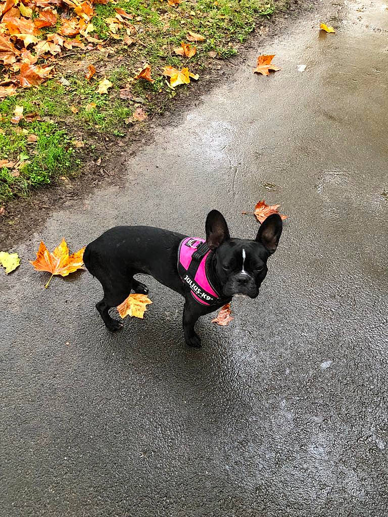 Agathe a rejoint le concours — aidez-le/la à gagner de superbes lots ! asphalt, carnivore, collar, companion_dog, dog, dog_breed, dog_supply, fawn, grass, leash, mammal, pet_supply, plant, road, road_surface, sidewalk, snout, tail, tar, vertebrate