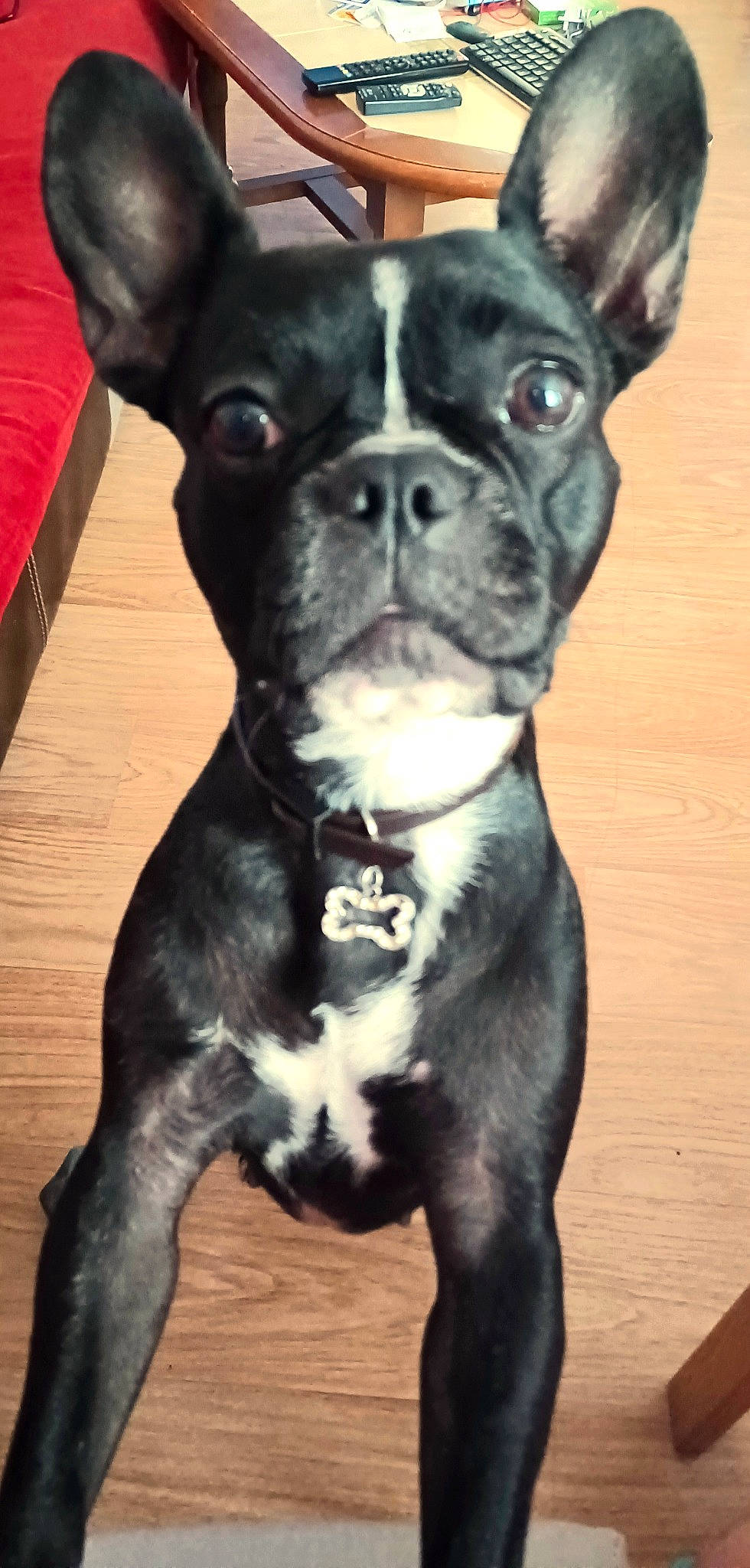 Agathe participe au concours pour gagner de l'argent avec cette photo : boston_terrier, bulldog, canidae, carnivore, collar, companion_dog, dog, dog_breed, ear, fawn, fur, hardwood, molosser, non_sporting_group, snout, sporting_group, terrestrial_animal, whiskers, working_animal