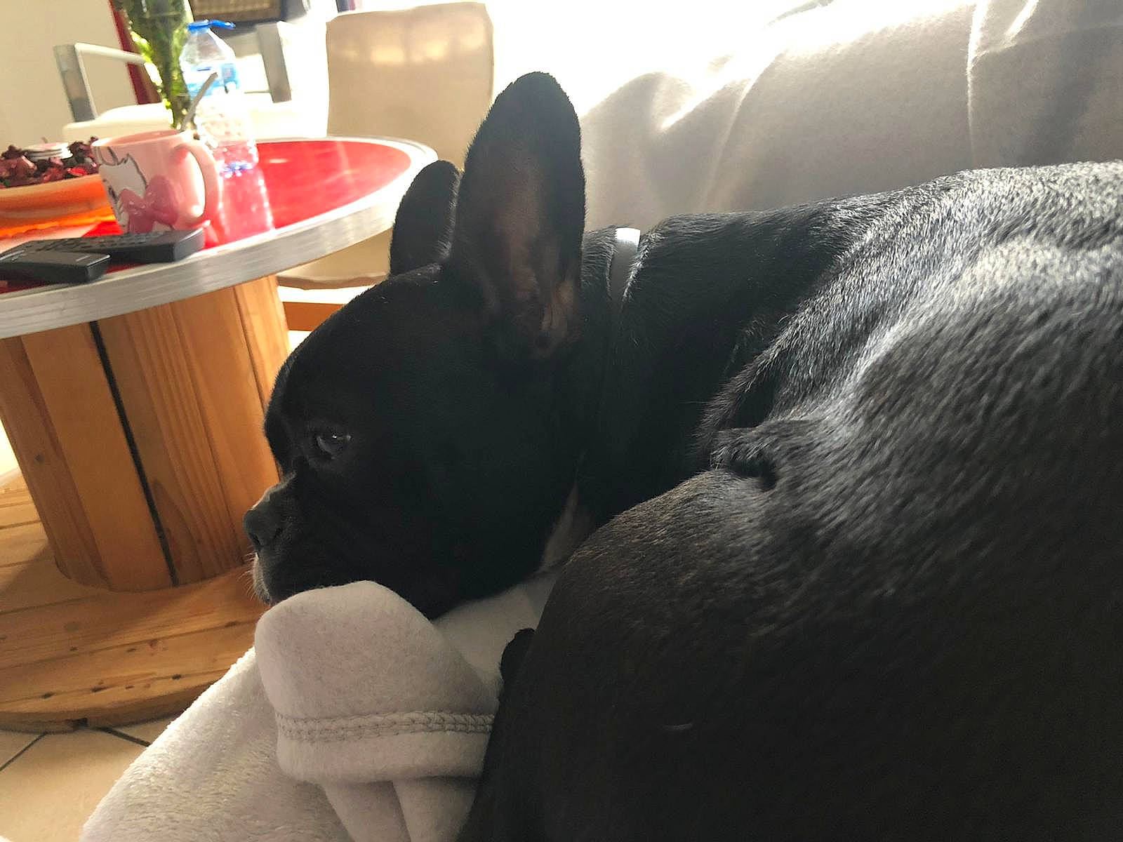 Agathe participe au concours pour gagner de l'argent avec cette photo : canidae, carnivore, comfort, companion_dog, dog, dog_breed, ear, fawn, felidae, flooring, fur, hardwood, human_leg, sitting, snout, sporting_group, toy_dog, whiskers, wood, working_animal