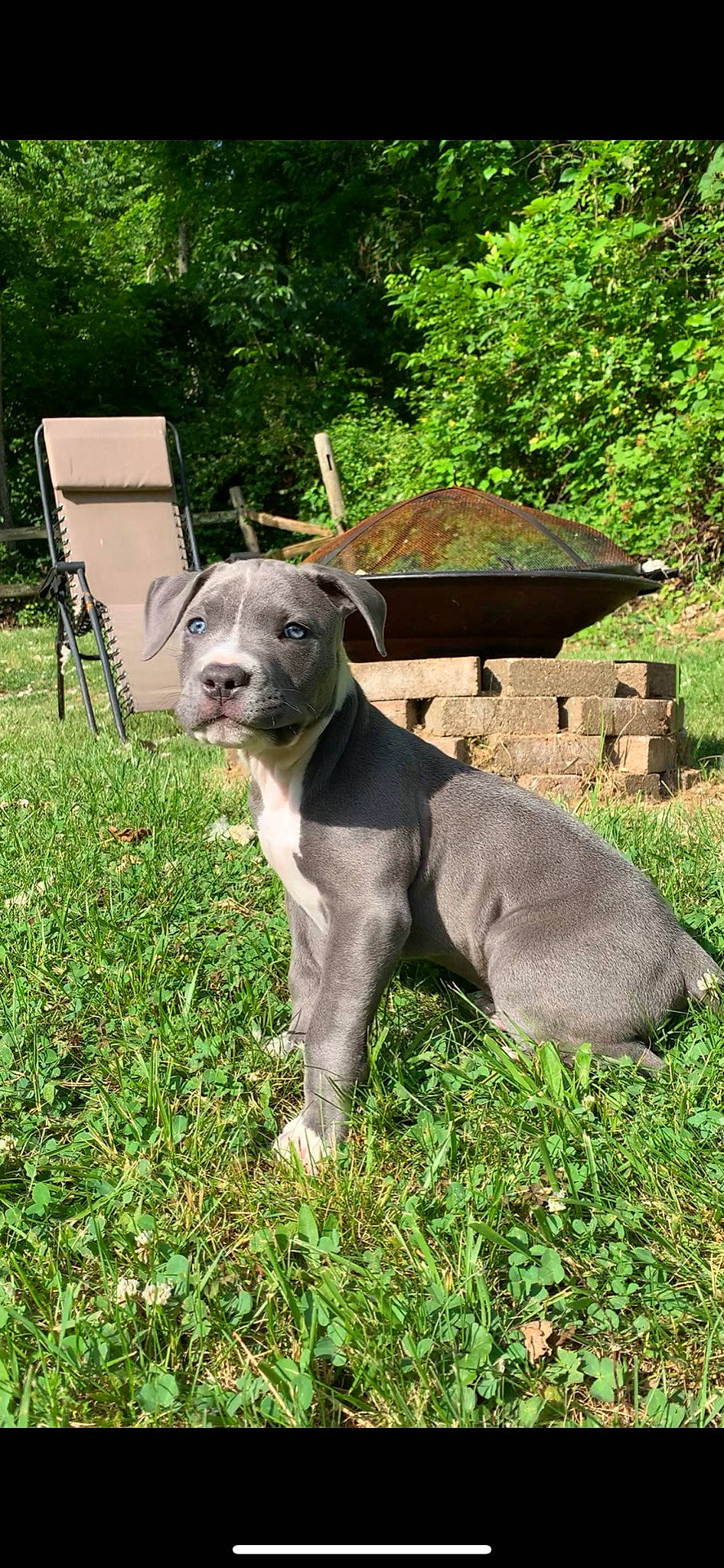 Prince is registered to the contest to win money with this photo: american_pit_bull_terrier, american_staffordshire_terrier, bully_kutta, canidae, carnivore, catahoula_bulldog, dog, dog_breed, fawn, mammal, non_sporting_group, pit_bull, snout, staffordshire_bull_terrier, vertebrate