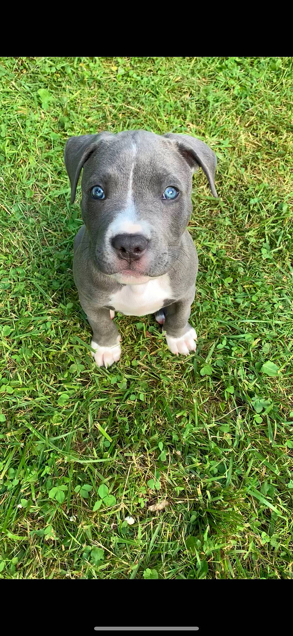 Prince is registered to the contest to win money with this photo: american_pit_bull_terrier, american_staffordshire_terrier, canidae, carnivore, catahoula_bulldog, dog, dog_breed, fawn, grass, mammal, molosser, non_sporting_group, pit_bull, plant, puppy, rare_breed_dog, snout, staffordshire_bull_terrier, terrier, vertebrate