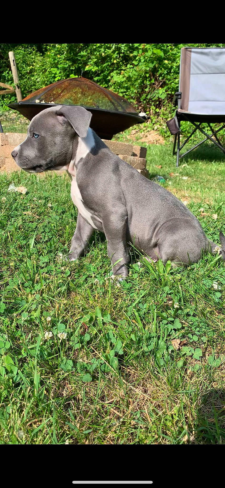 Prince is registered to the contest to win money with this photo: american_pit_bull_terrier, american_staffordshire_terrier, canidae, carnivore, dog, dog_breed, fawn, grass, mammal, molosser, non_sporting_group, pit_bull, puppy, snout, staffordshire_bull_terrier, vertebrate