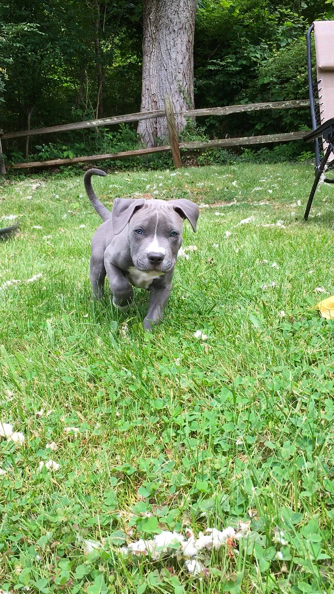 Prince joined the competition — help win amazing prizes! american_pit_bull_terrier, canidae, carnivore, dog, dog_breed, fawn, grass, mammal, pit_bull, sporting_group, staffordshire_bull_terrier, vertebrate