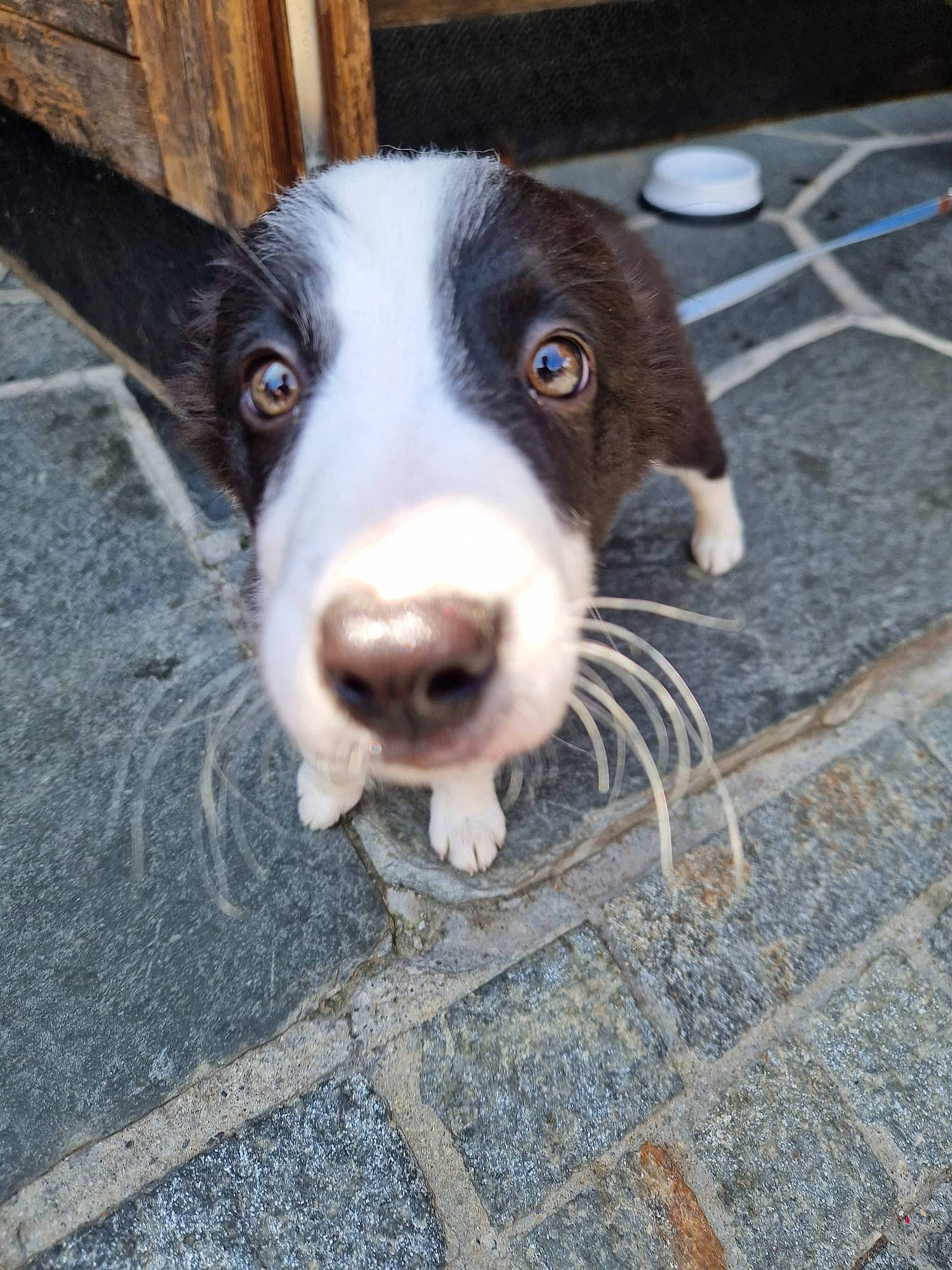 Idefix participe au concours pour gagner de l'argent avec cette photo : borador, canidae, carnivore, companion_dog, dog, dog_breed, eye, flooring, fur, non_sporting_group, puppy, road_surface, sporting_group, street_dog, terrestrial_animal, whiskers, wood, working_animal