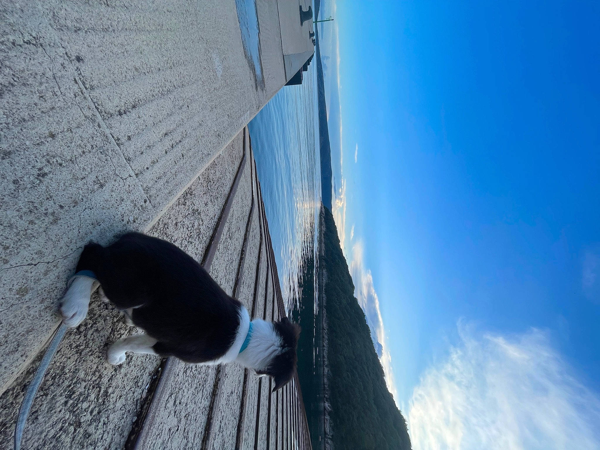 Idefix participe au concours pour gagner de l'argent avec cette photo : azure, carnivore, cloud, concrete, daytime, dog, dog_breed, electric_blue, facade, felidae, line, road_surface, shadow, sky, slope, small_to_medium_sized_cats, tail, tints_and_shades, water, wood