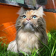Ruby is registered to the contest to win money with this photo: cat, fluffy, blue_eyes, whiskers, grass, outdoor, orange_wall, fence, pet, animal, closeup, curious, nature, sunlight, portrait, mammal, cute, fur, domestic_cat