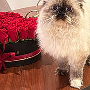 Tiffany is registered to the contest to win money with this photo: cat, fluffy, wide_eyes, table, wooden_table, red_roses, flower_box, indoor, furniture, decor, pet, animal, curious, close_up, portrait, domestic_cat, sitting, whiskers, cute, soft_fur