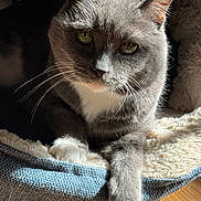 Pisika joined the competition — help win amazing prizes! animal, cat, cat_bed, close_up, comfortable, cozy, feline, fur, gray_cat, green_eyes, indoor, pet, portrait, relaxed, resting, soft_texture, sunlight, whiskers, white_paw, wooden_floor