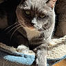 animal, cat, cat_bed, close_up, comfortable, cozy, feline, fur, gray_cat, green_eyes, indoor, pet, portrait, relaxed, resting, soft_texture, sunlight, whiskers, white_paw, wooden_floor