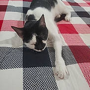Vakita is registered to the contest to win money with this photo: cat, black_and_white, bedspread, checkered, relaxed, sleeping, paw, feline, indoor, pet, animal, resting, soft, cozy, striped, patterned, comfort, cute, whiskers, fur