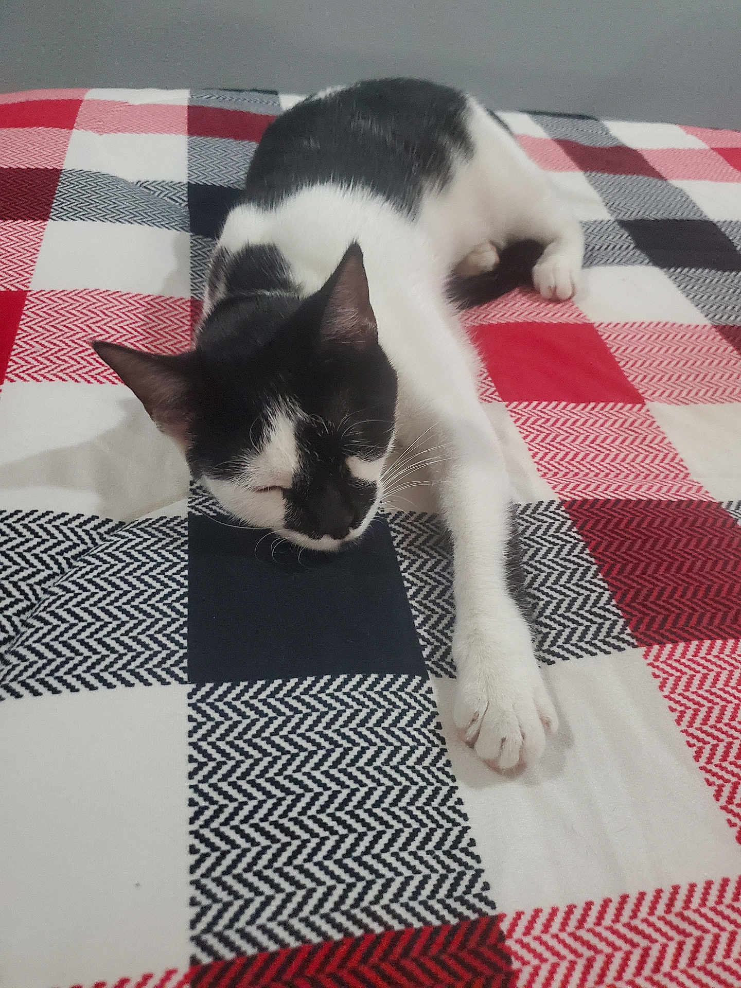 Vakita is registered to the contest to win money with this photo: cat, black_and_white, bedspread, checkered, relaxed, sleeping, paw, feline, indoor, pet, animal, resting, soft, cozy, striped, patterned, comfort, cute, whiskers, fur