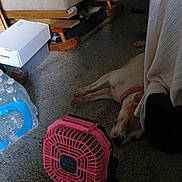 Bella joined the competition — help win amazing prizes! dog, sleeping, carpet, fan, pink, indoor, water_bottles, box, blanket, furniture, relaxing, pet, floor, resting, household, cozy, domestic, quiet, calm, canine