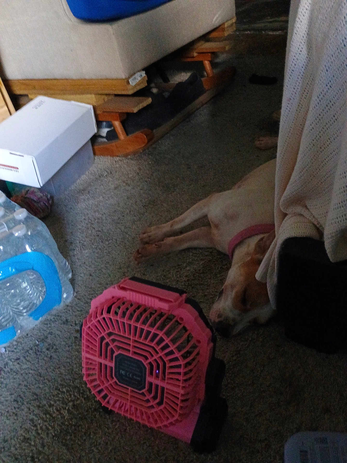 Bella joined the competition — help win amazing prizes! dog, sleeping, carpet, fan, pink, indoor, water_bottles, box, blanket, furniture, relaxing, pet, floor, resting, household, cozy, domestic, quiet, calm, canine