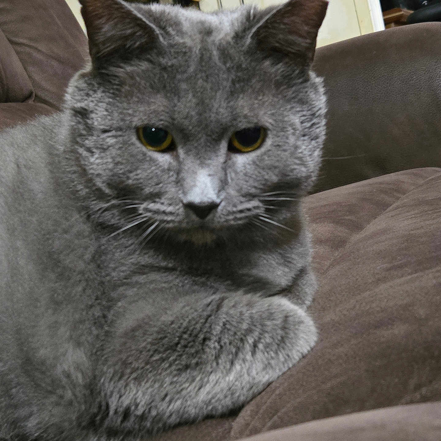 Gravy is registered to the contest to win money with this photo: cat, gray_cat, indoor, couch, furniture, pet, animal, yellow_eyes, fur, closeup, relaxed, dreamcatcher, brown, cozy, whiskers, ears, face, resting, domestic_cat, eye_contact