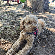 Touky participe au concours pour gagner de l'argent avec cette photo : canine, chairs, collar, curly_fur, dirt, dog, group, harness, leisure, nature, outdoor, park, people, pet, relaxed, resting, shade, summer, sunlight, tree