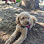 canine, chairs, collar, curly_fur, dirt, dog, group, harness, leisure, nature, outdoor, park, people, pet, relaxed, resting, shade, summer, sunlight, tree