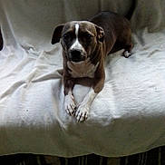 Dior is registered to the contest to win money with this photo: dog, pet, canine, brown_dog, white_markings, short_hair, lying_down, blanket, bed, indoors, portrait, front_view, crossed_paws, upright_tail, floppy_ears, dark_eyes, nose, cozy, home, animal_photography