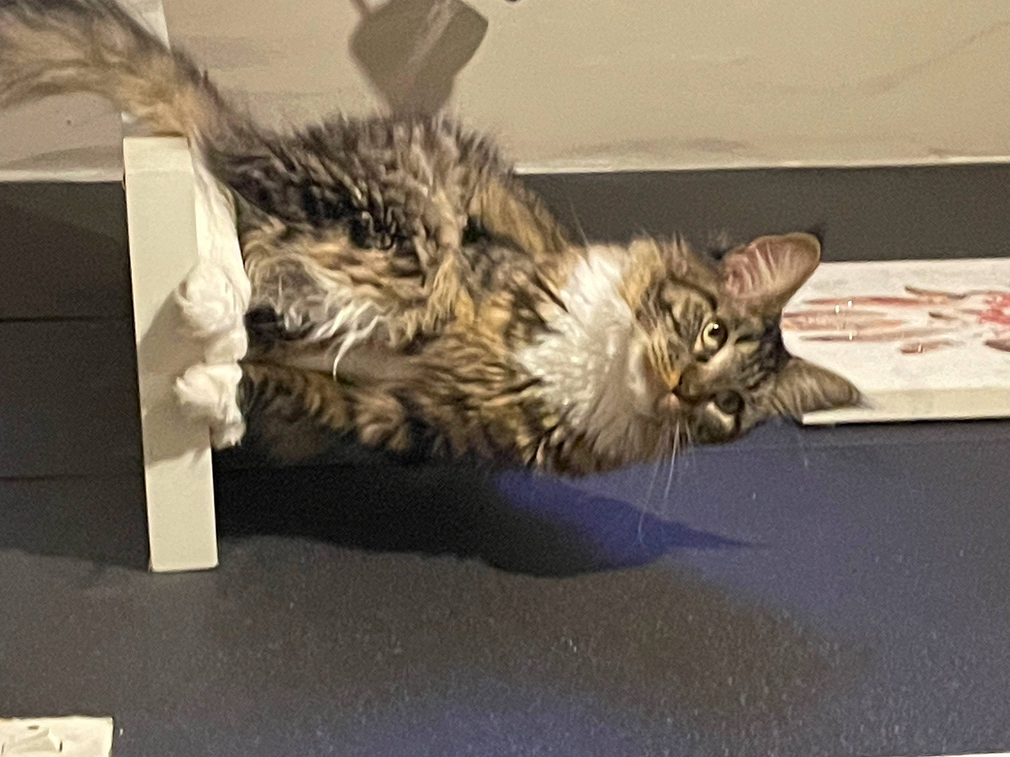 Toundra