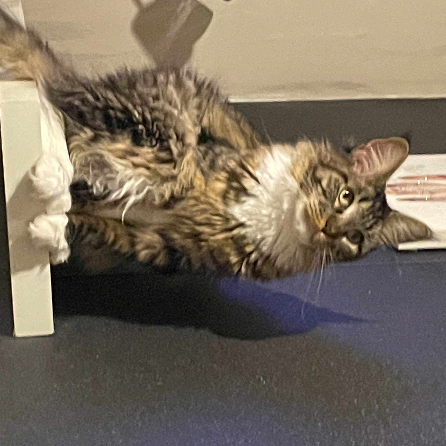 Toundra