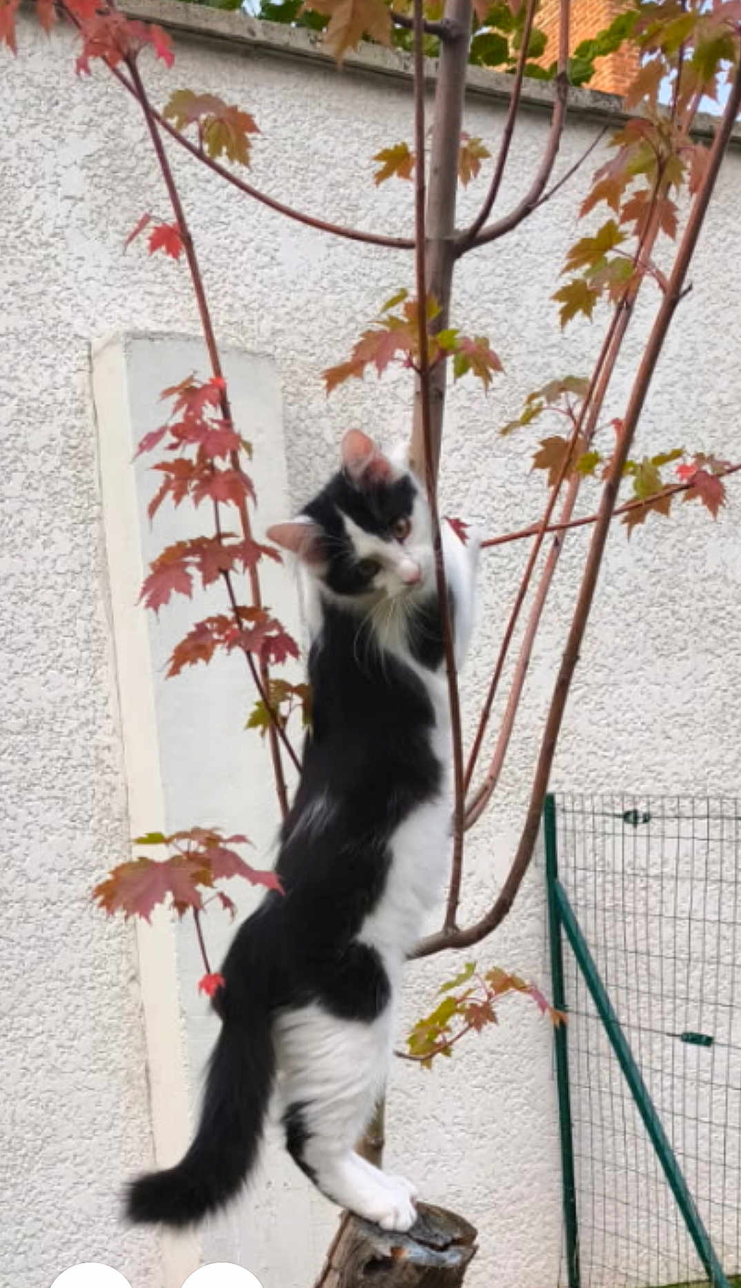 Mimine participe au concours pour gagner de l'argent avec cette photo : cat, black_and_white, tree, tree_stump, leaves, outdoor, curious, animal, pet, feline, playful, nature, garden, white_wall, standing, looking, branch, fur, whiskers, tail