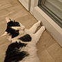 Mimine participe au concours pour gagner de l'argent avec cette photo : cat, black_and_white, fluffy, indoor, wooden_floor, glass_door, pet, animal, curious, relaxed, lying_down, feline, whiskers, ears, flooring, domestic, mammal, cute, companion, eyes