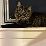 cat, tabby, feline, animal, pet, windowsill, indoor, night, yellow_eyes, fluffy, relaxed, window, domestic_cat, whiskers, fur, portrait, mammal, resting, curious, house