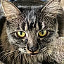 cat, tabby, close_up, yellow_eyes, whiskers, fur, pet, animal, face, portrait, indoor, cute, feline, mammal, ears, nose, focus, domestic_cat, looking, close