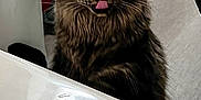 Esmeralda joined the competition — help win amazing prizes! cat, tabby, fluffy, yellow_eyes, tongue_out, bathroom, sink, toilet, curious, pet, indoor, fur, whiskers, animal, mammal, domestic, cute, looking, playful, closeup