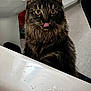 cat, tabby, fluffy, yellow_eyes, tongue_out, bathroom, sink, toilet, curious, pet, indoor, fur, whiskers, animal, mammal, domestic, cute, looking, playful, closeup