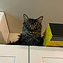 cat, tabby, yellow_eyes, fur, indoor, cabinet, box, curious, pet, animal, feline, whiskers, ears, looking_down, home, domestic, sitting, furniture, closeup, curled_tail