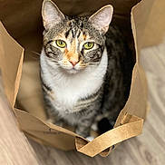 Sabrina is registered to the contest to win money with this photo: cat, tabby, paper_bag, green_eyes, curious, indoor, pet, animal, feline, floor, brown, white_chest, whiskers, ears, sitting, close_up, domestic_cat, looking_at_camera, household, cute