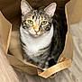 cat, tabby, paper_bag, green_eyes, curious, indoor, pet, animal, feline, floor, brown, white_chest, whiskers, ears, sitting, close_up, domestic_cat, looking_at_camera, household, cute
