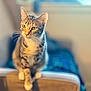 Sabrina joined the competition — help win amazing prizes! cat, tabby_cat, pet, indoor, feline, animal, sitting, curious, whiskers, ears, fur, closeup, portrait, couch, blurred_background, warm_light, domestic_animal, looking_away, home, cozy