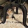 Sabrina is registered to the contest to win money with this photo: cat, tabby, pet, animal, carpet, indoor, furniture, table, metal, curious, eyes, whiskers, paw, resting, closeup, cute, domestic, floor, home, cozy