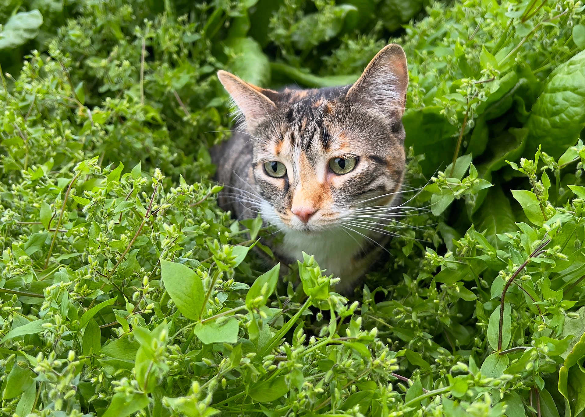 Sabrina is registered to the contest to win money with this photo: cat, tabby, greenery, plants, outdoor, nature, animal, pet, whiskers, ears, fur, face, alert, closeup, leaf, bush, wildlife, curious, garden, flora